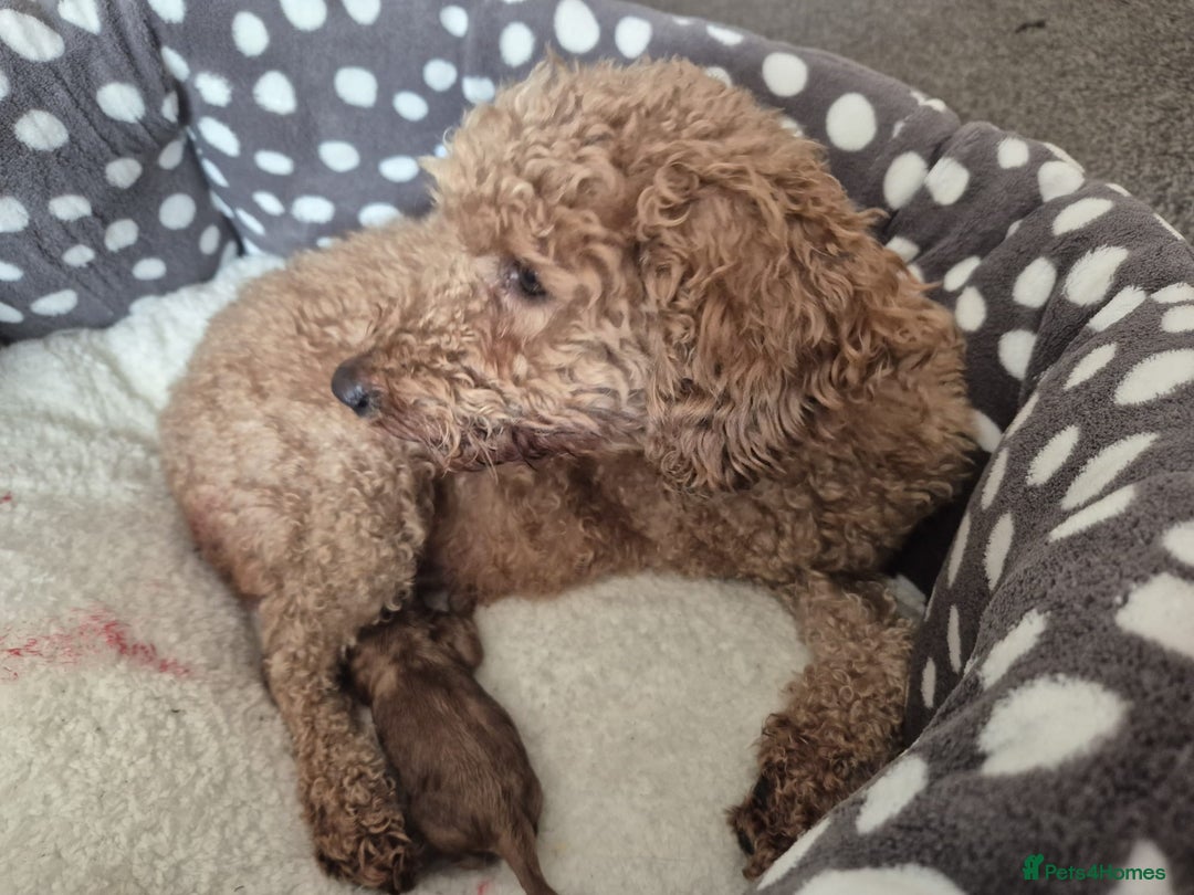 Cockapoo dogs for sale: F1 Cockapoo - Image 7