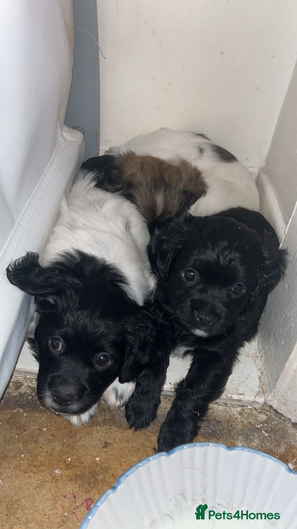 Mixed Breed dogs Pom x cocker  - Advert 5