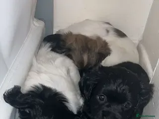 Mixed Breed dogs Pom x cocker - Advert 5