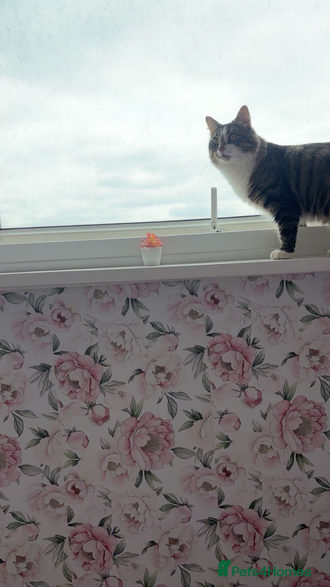 Domestic Shorthair cats Miss  - Advert 1