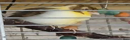 Canaries birds for sale: Canaries Canaries  - Advert 17