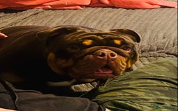 English Bulldog dogs for sale: English Bulldog Pair for Breeding - Image 5