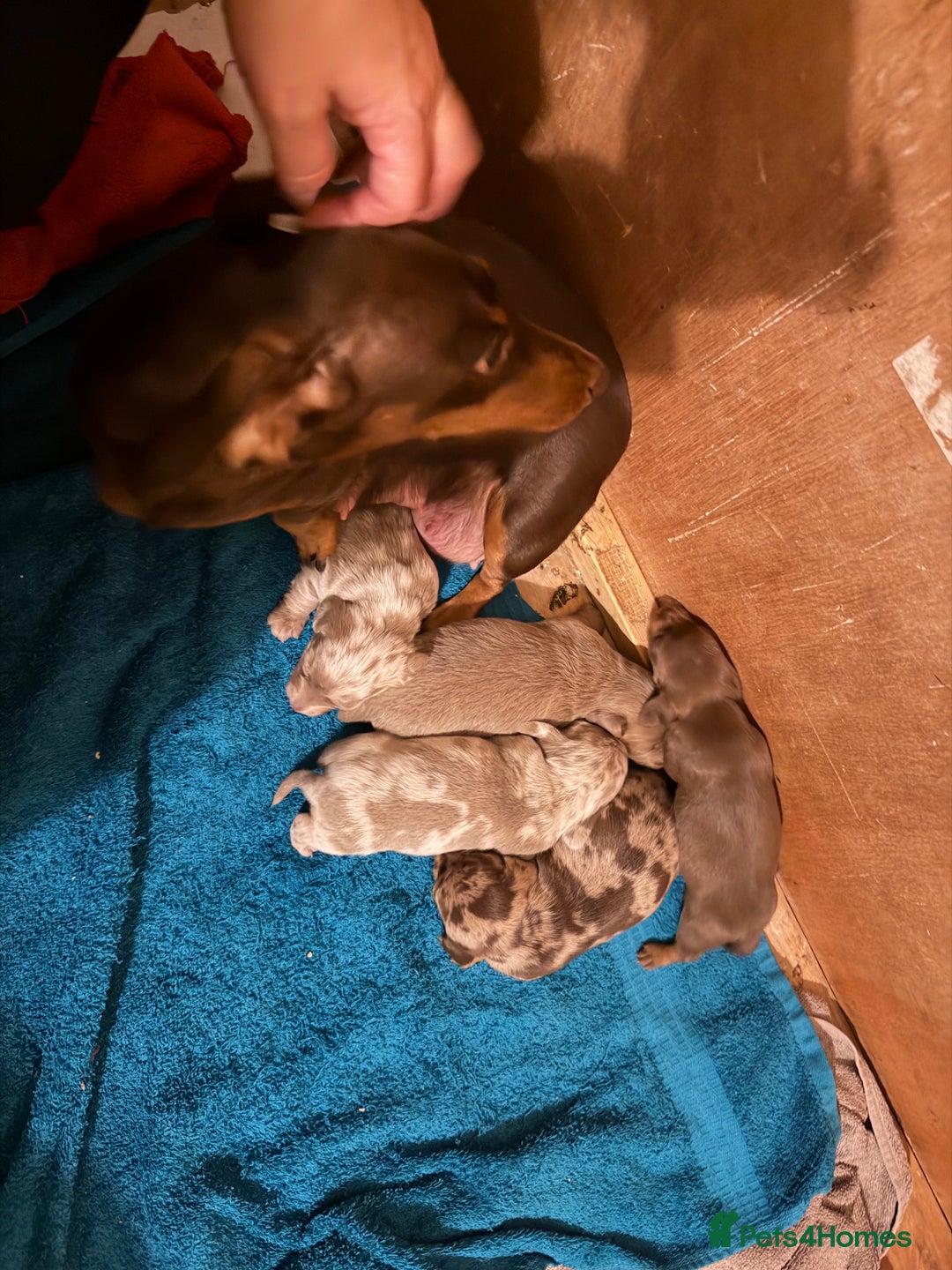 Miniature Dachshund dogs for sale: Stunning Miniature Dachshund kc reg READY NOW 🎄🎄 - Advert 8