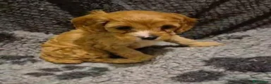 Cavapoo 1