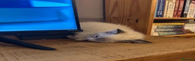 Ragdoll 8