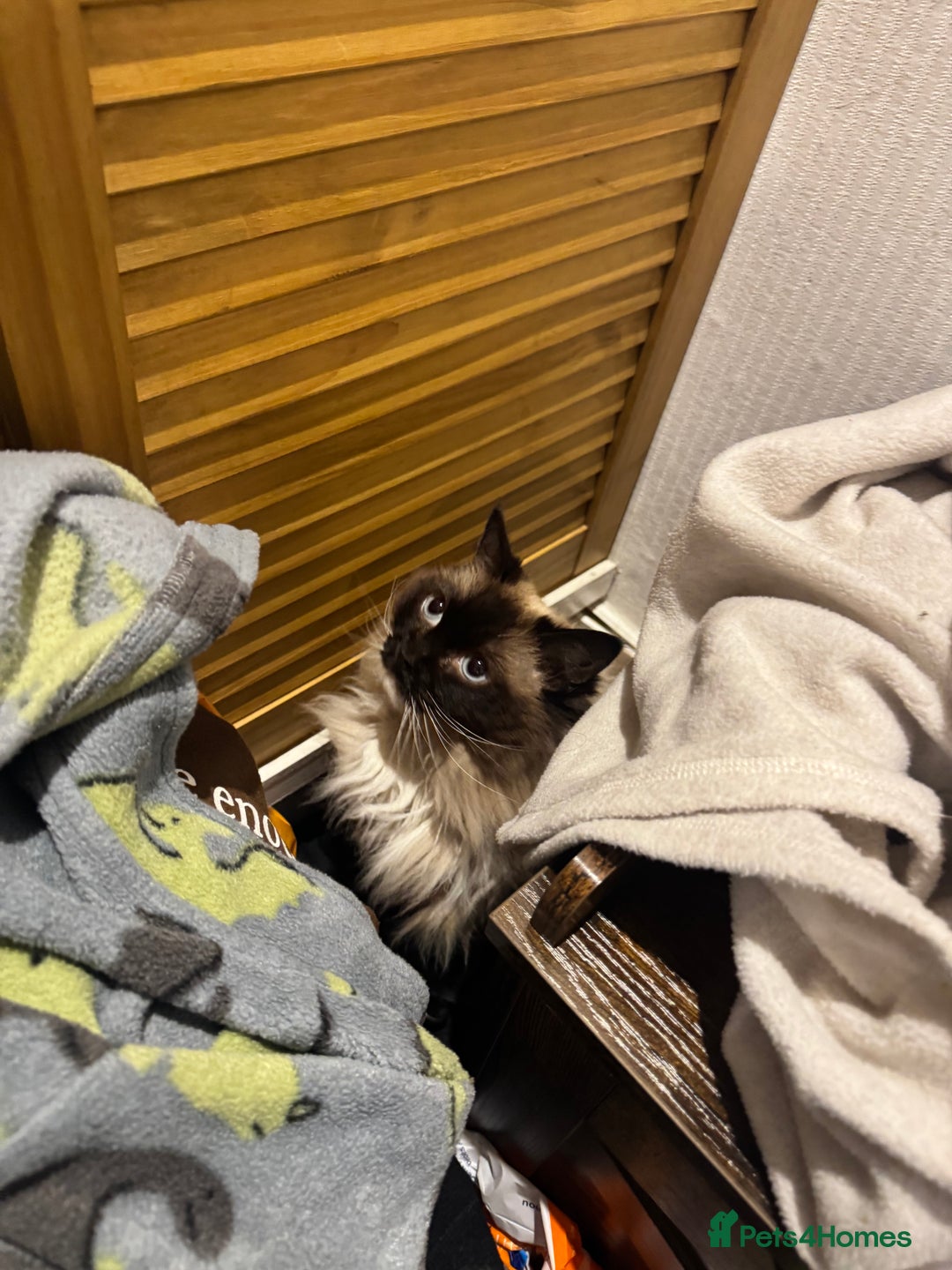 Ragdoll cats for sale: Beautiful Ragdoll female  - Advert 10