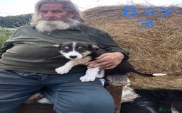 Border Collie dogs for sale: Traditional rough coated Border collie pups - Image 16