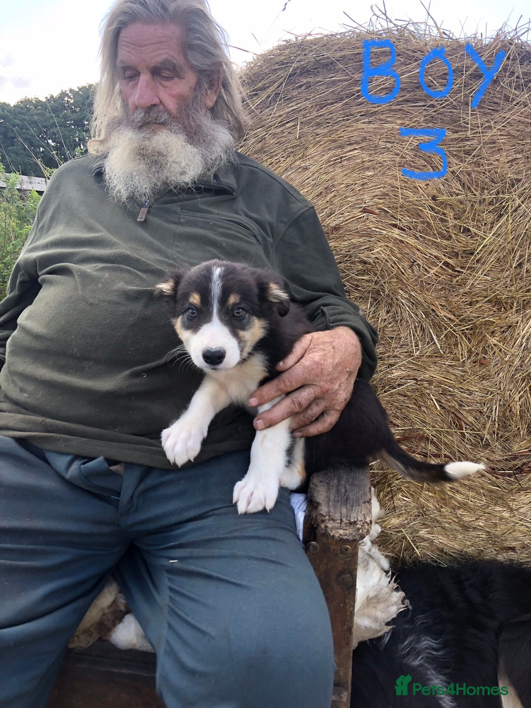 Border Collie dogs for sale: Traditional rough coated Border collie pups - Image 16