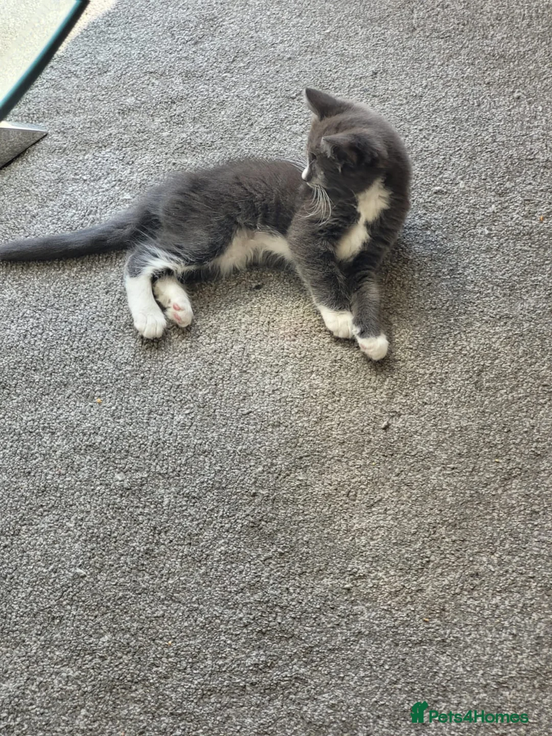 Mixed Breed cats for sale: Beautiful kittens ready for their forever home ❤️ - Advert 2