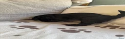 Mixed Breed dogs for sale: Springer-Poo puppies READY NOW. - Advert 22