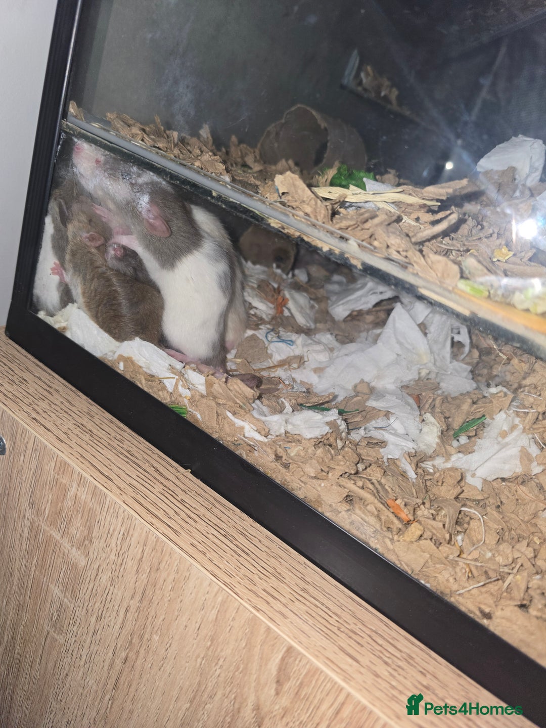 Rat rodents for sale: Dwarf Dumbo Rats - Advert 2