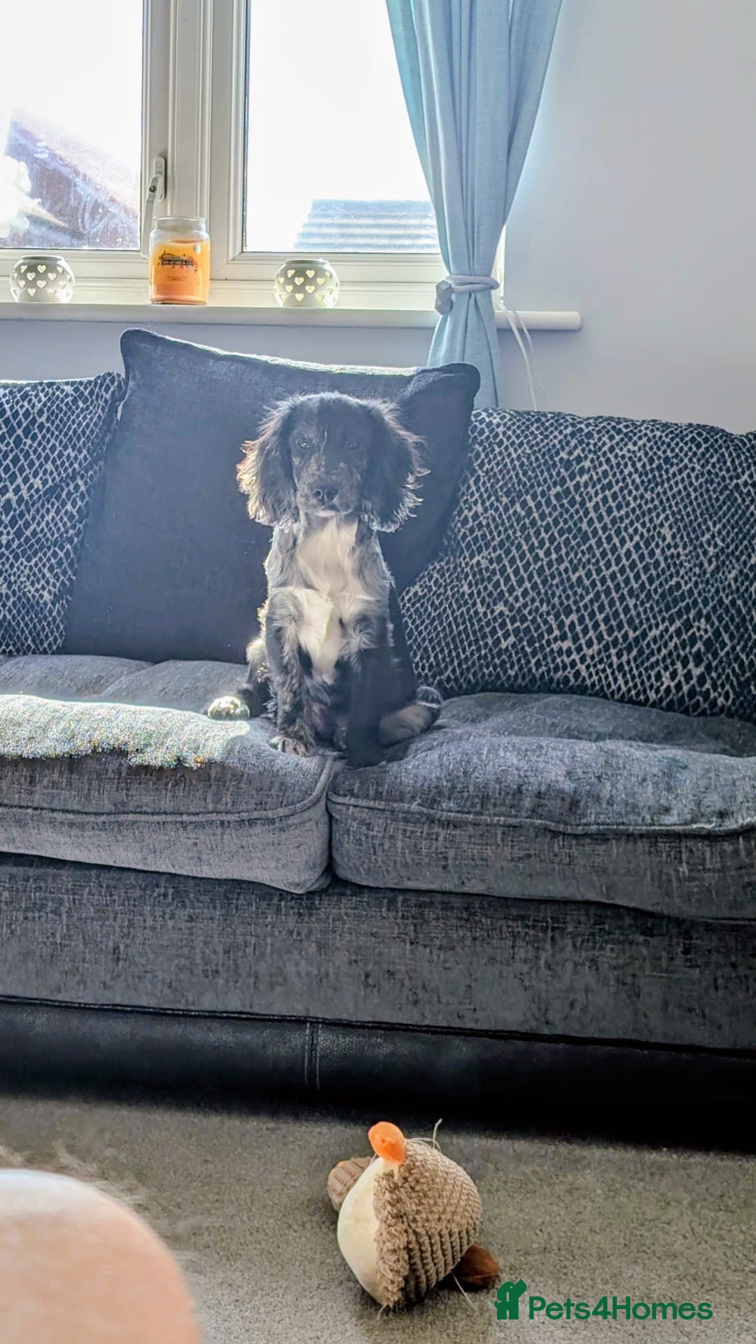 Cocker Spaniel dogs for sale: Male cocker spaniel  - Advert 2