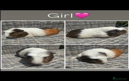 Guinea Pig rodents for sale: only 10 girls left Funky&smooth Guinea pigs - Image 4