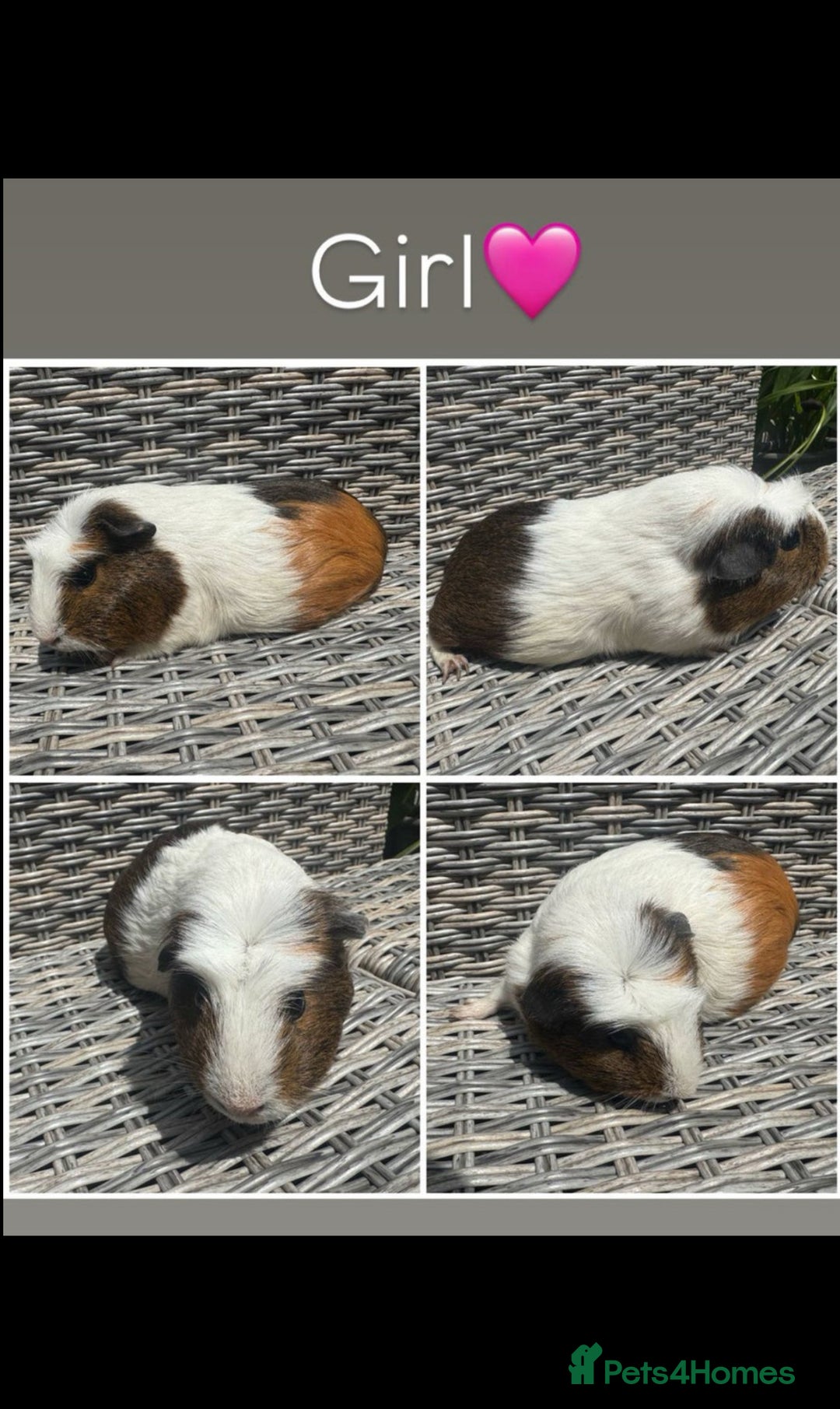 Guinea Pig rodents for sale: only 10 girls left Funky&smooth Guinea pigs - Image 4