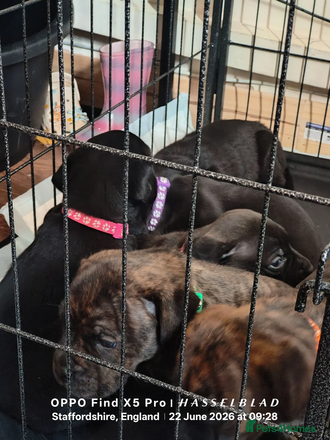 Mixed Breed dogs for sale: English mastiff x french mastiff x Staffy - Advert 2