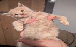 Maine Coon cats for sale: Maine Coon Kittens for sale - Image 2