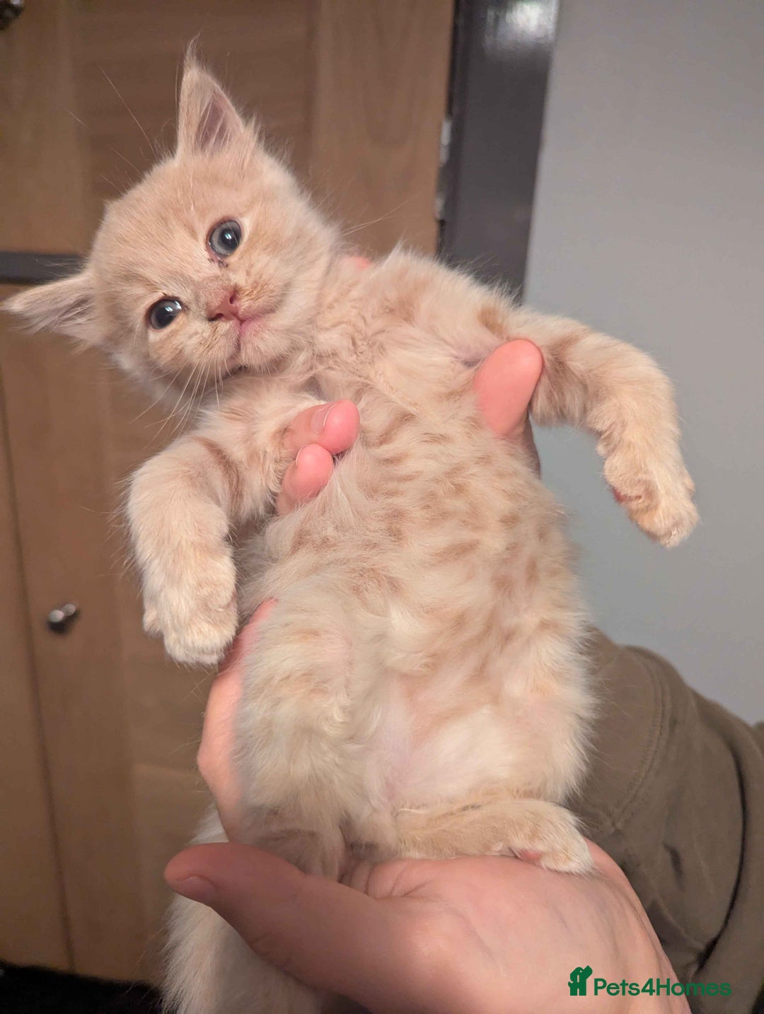 Maine Coon cats for sale: Maine Coon Kittens for sale - Image 2