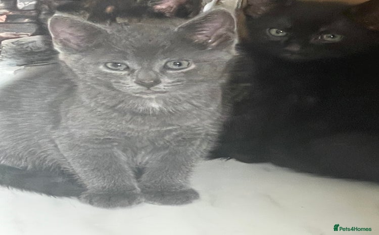 Mixed Breed cats - Advert 12