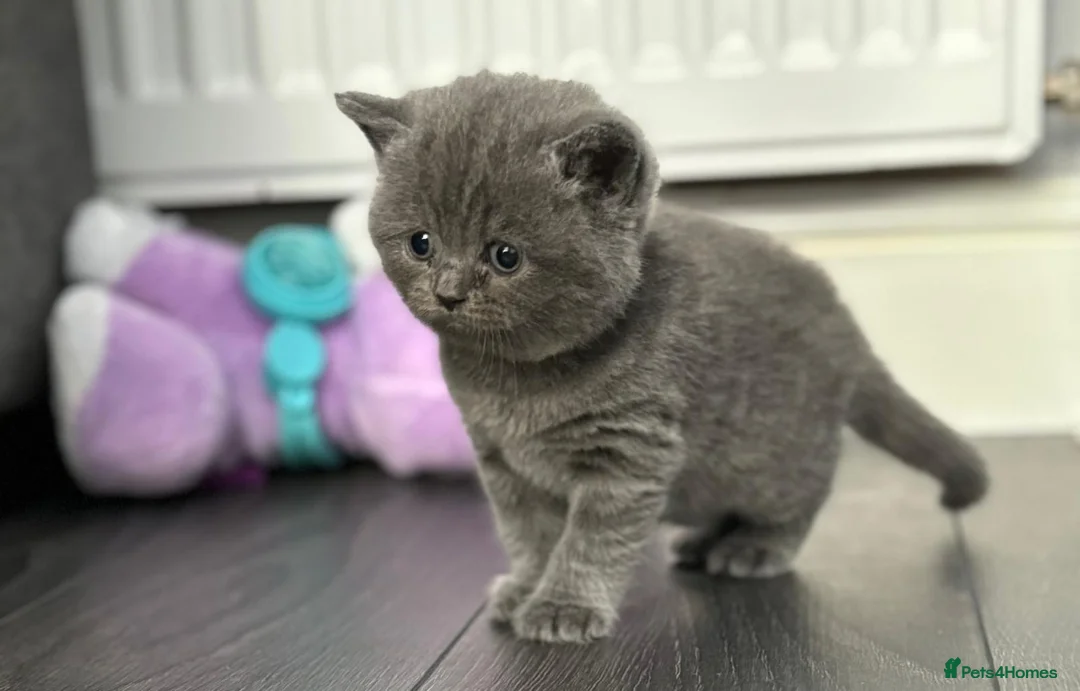 British Shorthair cats for sale: Stunning chunky British shorthair kittens - Advert 2