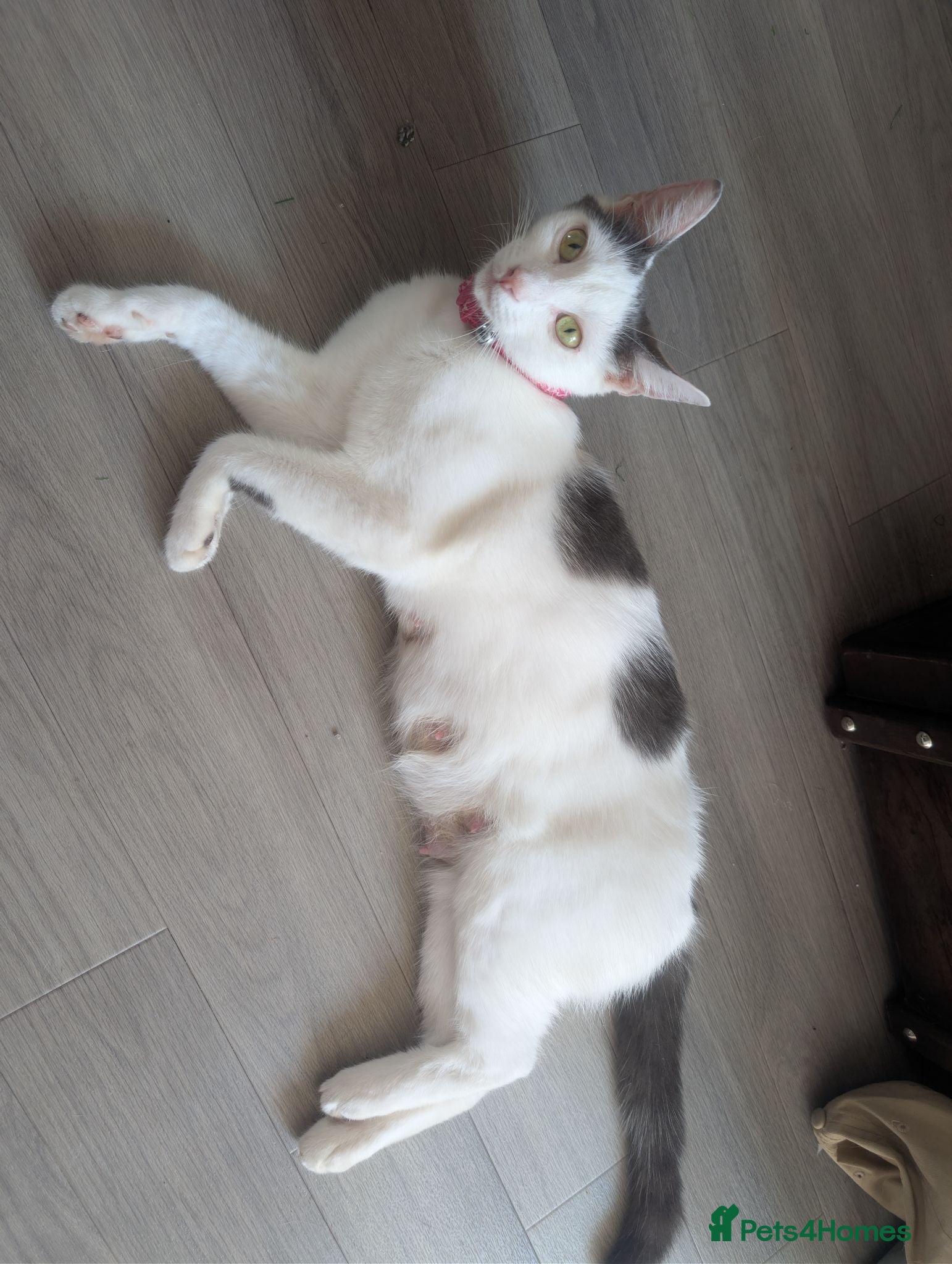 Domestic Shorthair cats Beautiful Female & Boy Kittens Looking 4 Homes - Advert 15