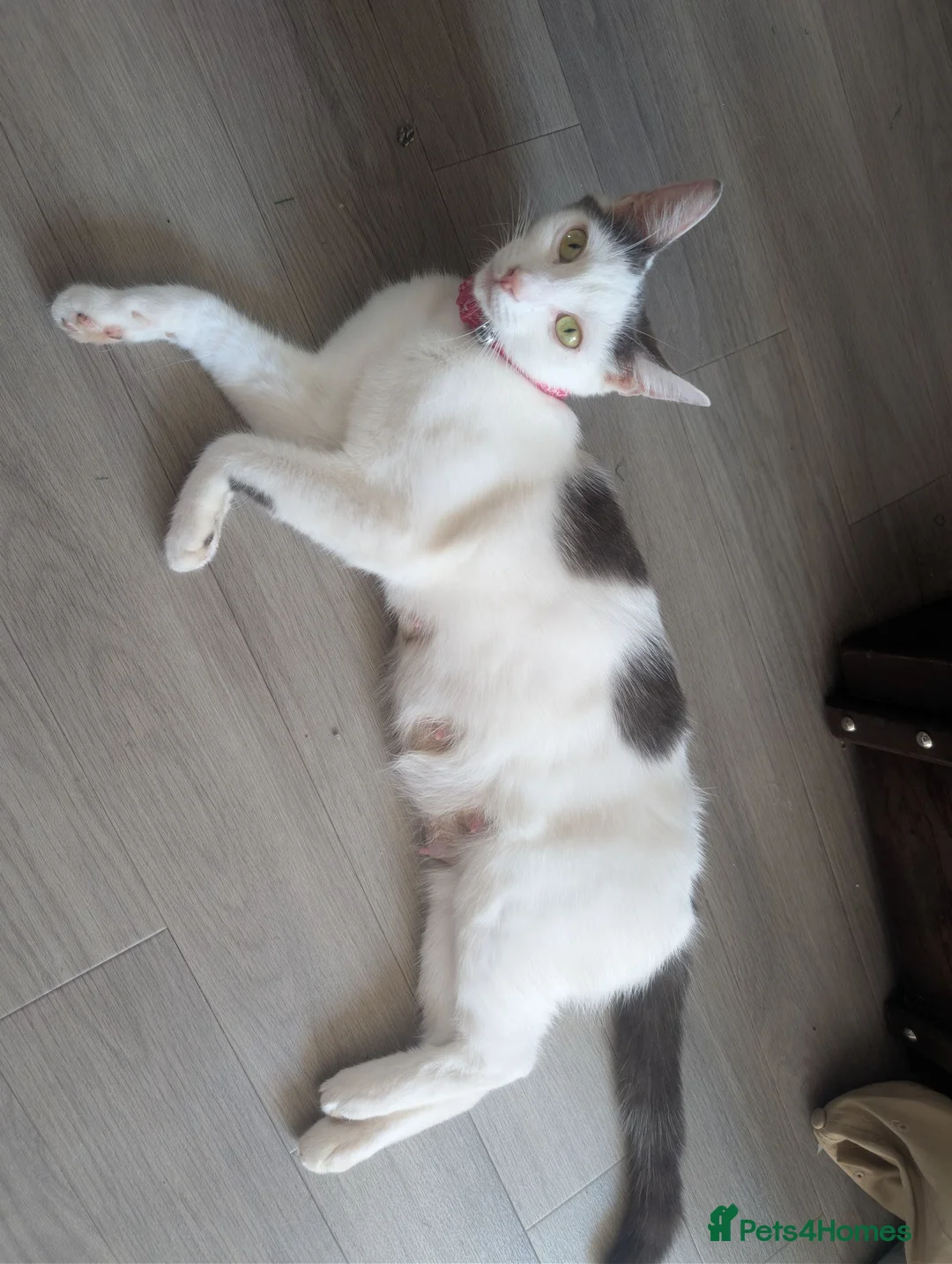 Domestic Shorthair cats for sale: Beautiful Female & Boy Kittens Looking 4 Homes in Westbury - Advert 1
