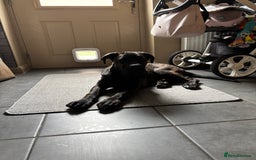 Cane Corso dogs for sale: Cane corso 9 months  - Image 7