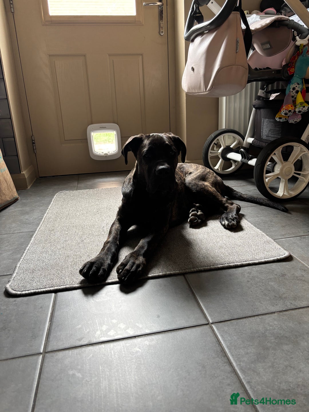 Cane Corso dogs for sale: Cane corso 9 months  - Image 7