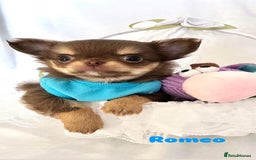 Chihuahua dogs for sale: Gorgeous chocolate Russian lines boy - Image 8