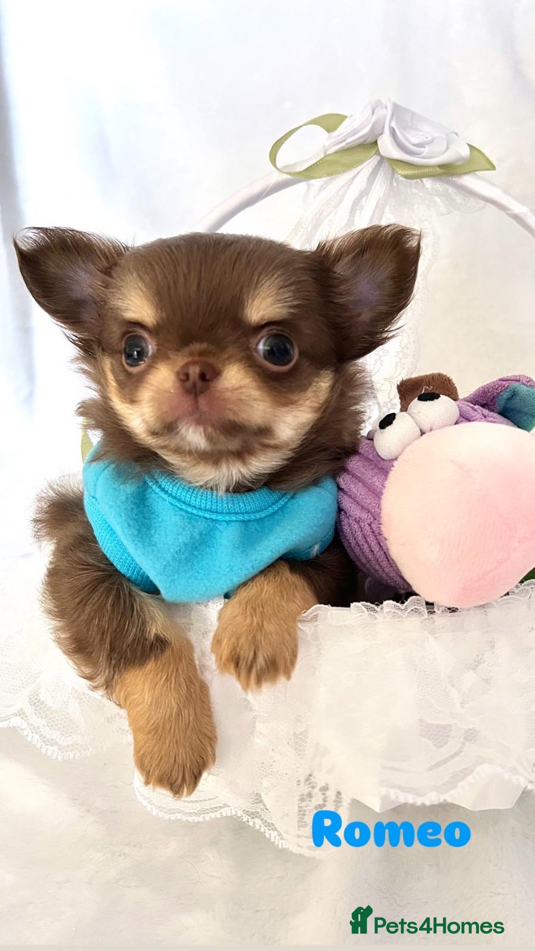 Chihuahua dogs for sale: Gorgeous chocolate Russian lines boy - Image 8