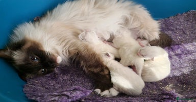 Ragdoll cats - Advert 15