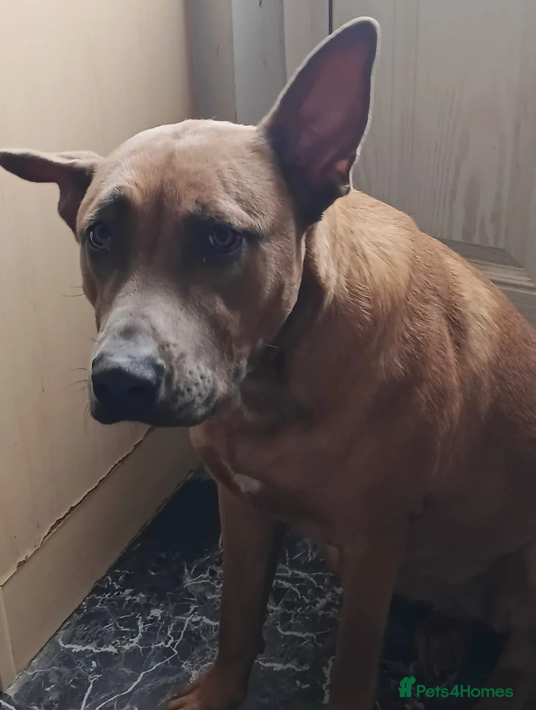 Mixed Breed dogs for adoption: 🧡RUBY – Young Girl Desperately Needing a Chance🧡 - Advert 3