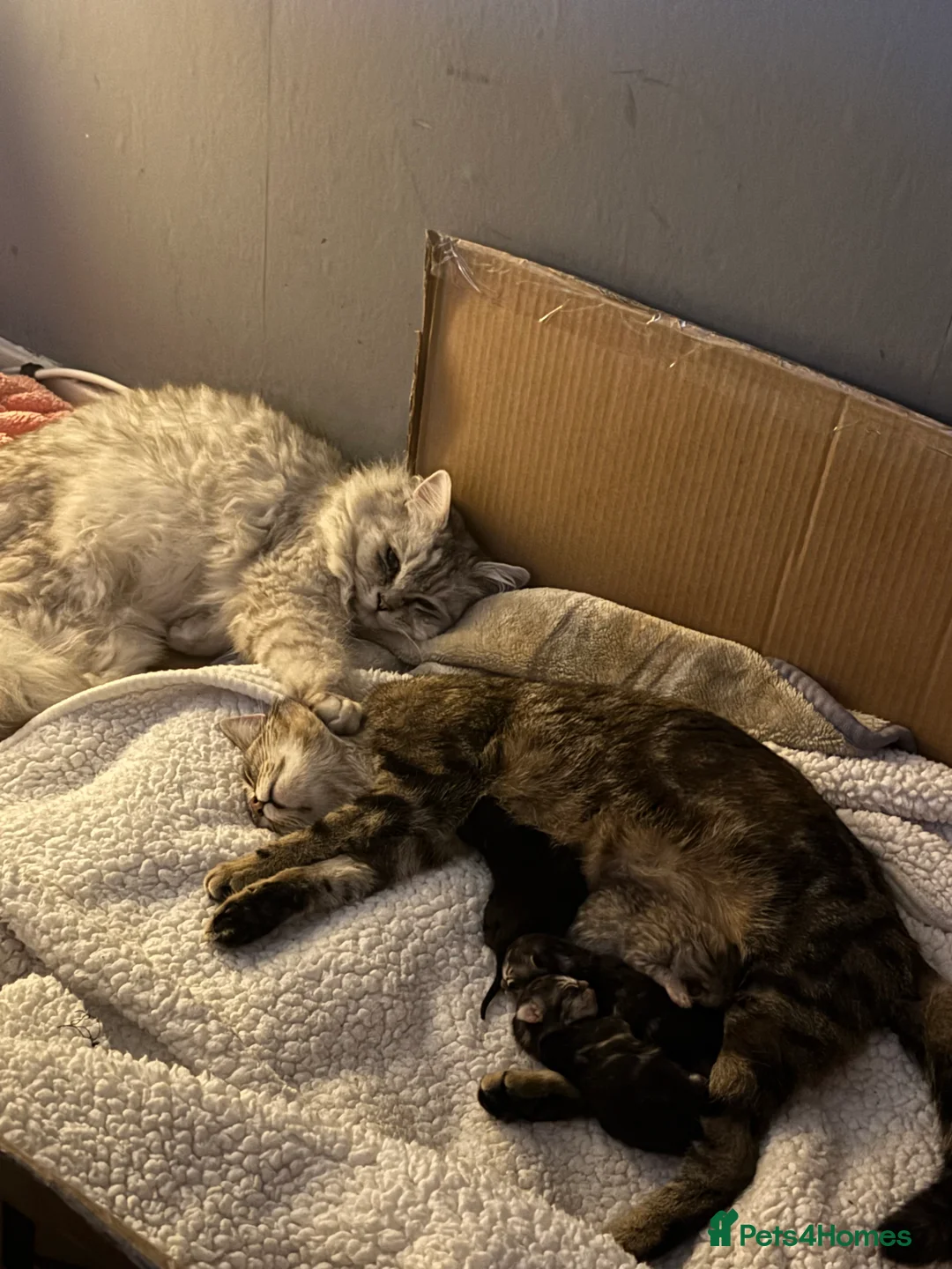 Mixed Breed cats for sale: Mixed breed kittens- ragdoll and tabby - Advert 1