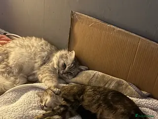 Mixed Breed cats Mixed breed kittens- ragdoll and tabby - Advert 1