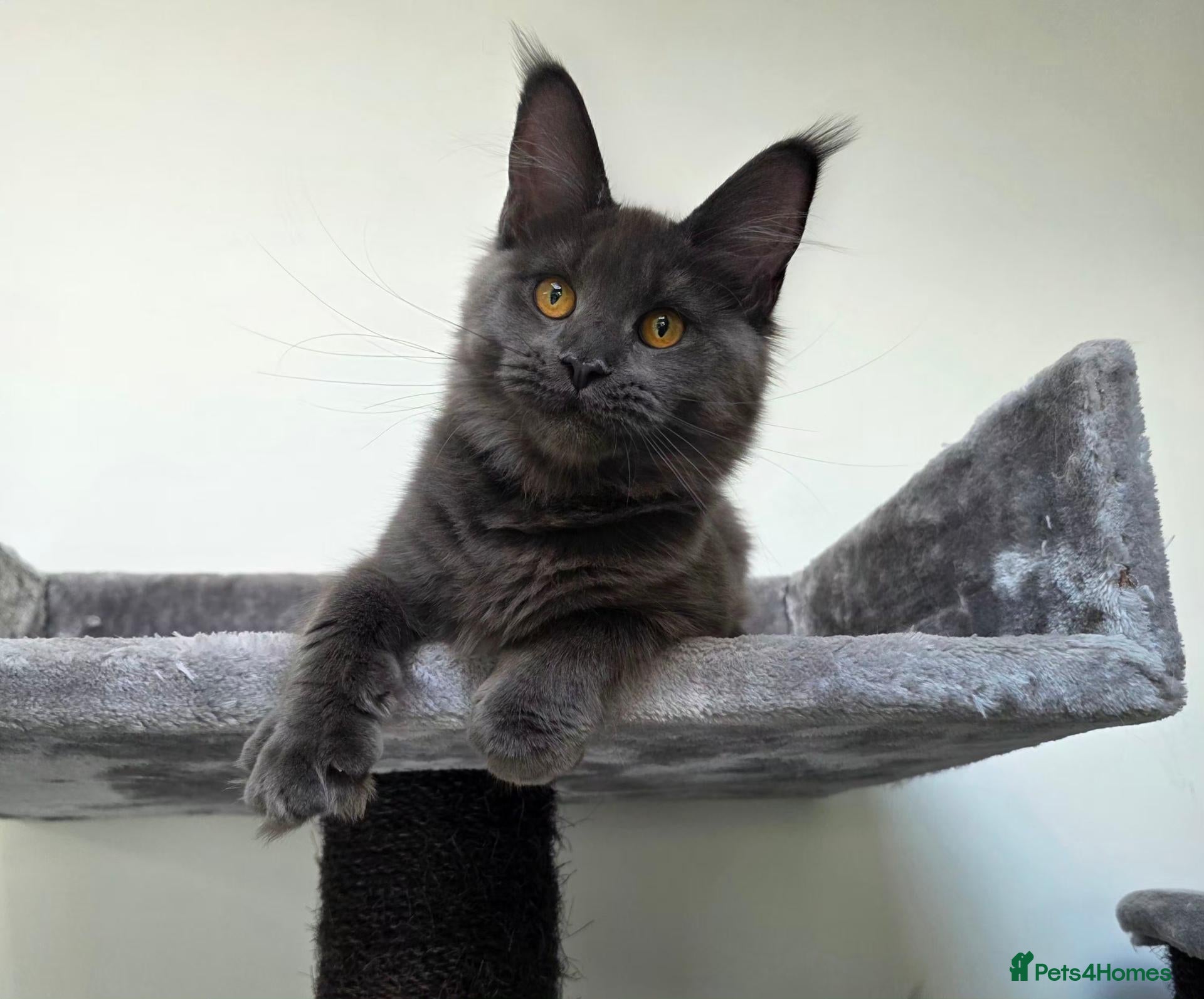 Maine Coon cats for sale: Pedigree Maine Coon Girls–Ready for Forever Homes - Advert 1