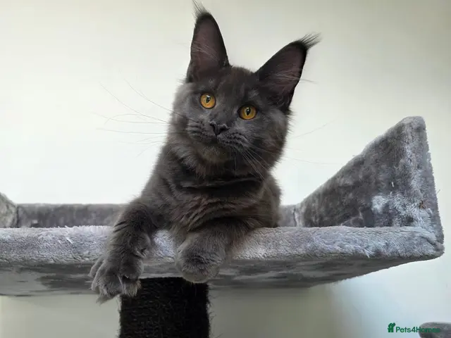 Maine Coon cats for sale: Pedigree Maine Coon Girls–Ready for Forever Homes - Advert 1