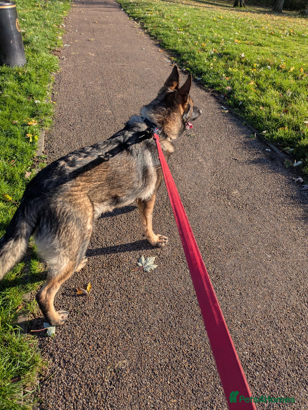 German Shepherd dogs for sale: 10 month old GSD Male and Female puppy available - Advert 4