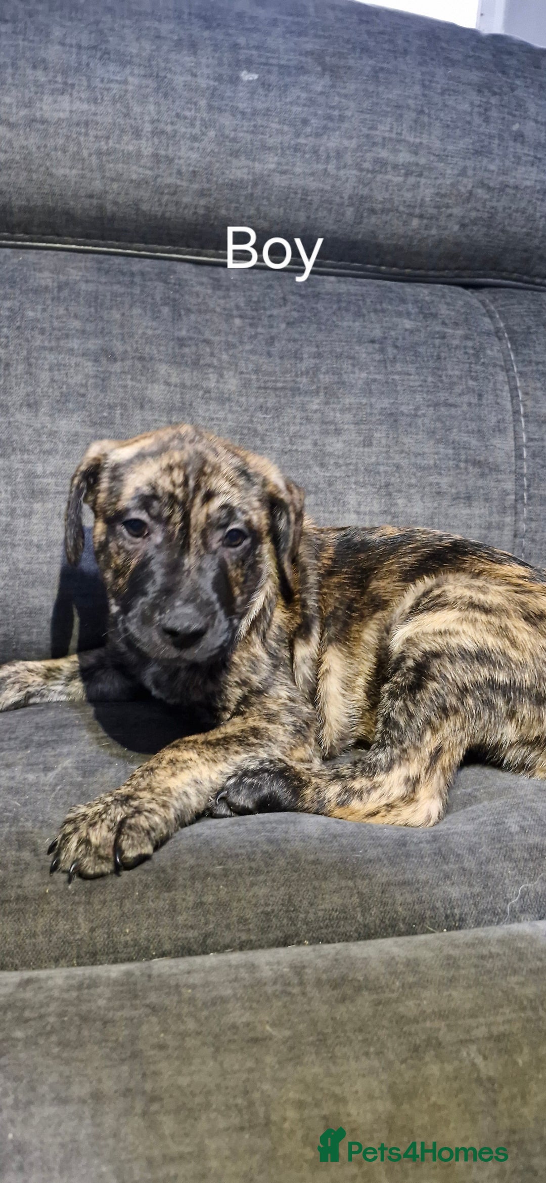 Mixed Breed dogs for sale: Mixed breed - Advert 3