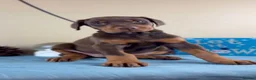 Dobermann dogs for sale: Doberman Puppy Looking for His Forever Home - Advert 2