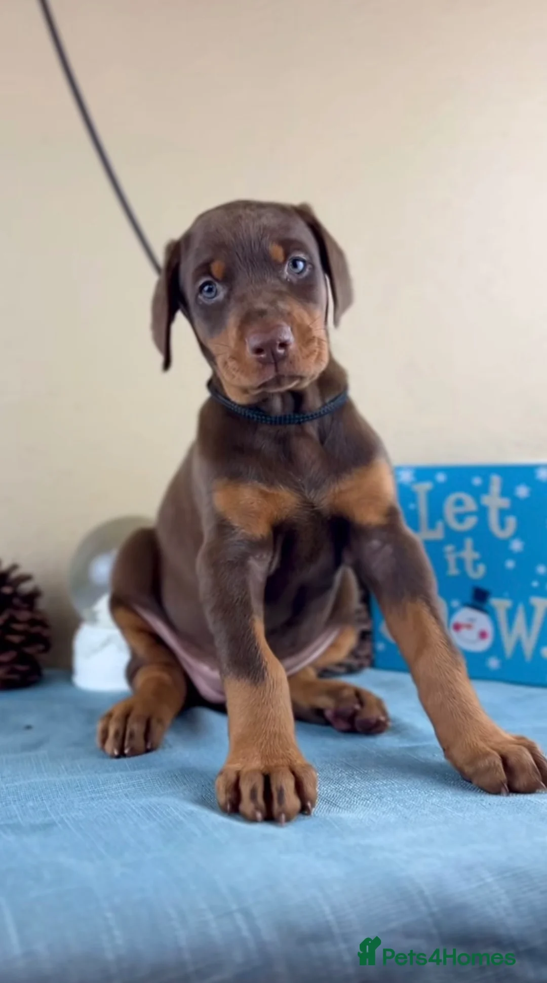 Dobermann dogs for sale: Doberman Puppy Looking for His Forever Home - Advert 2