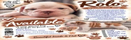 Olde English Bulldogge dogs for sale: GORGEOUS OLDE ENGLISH BULLDOGGE PUPPIES - Advert 5
