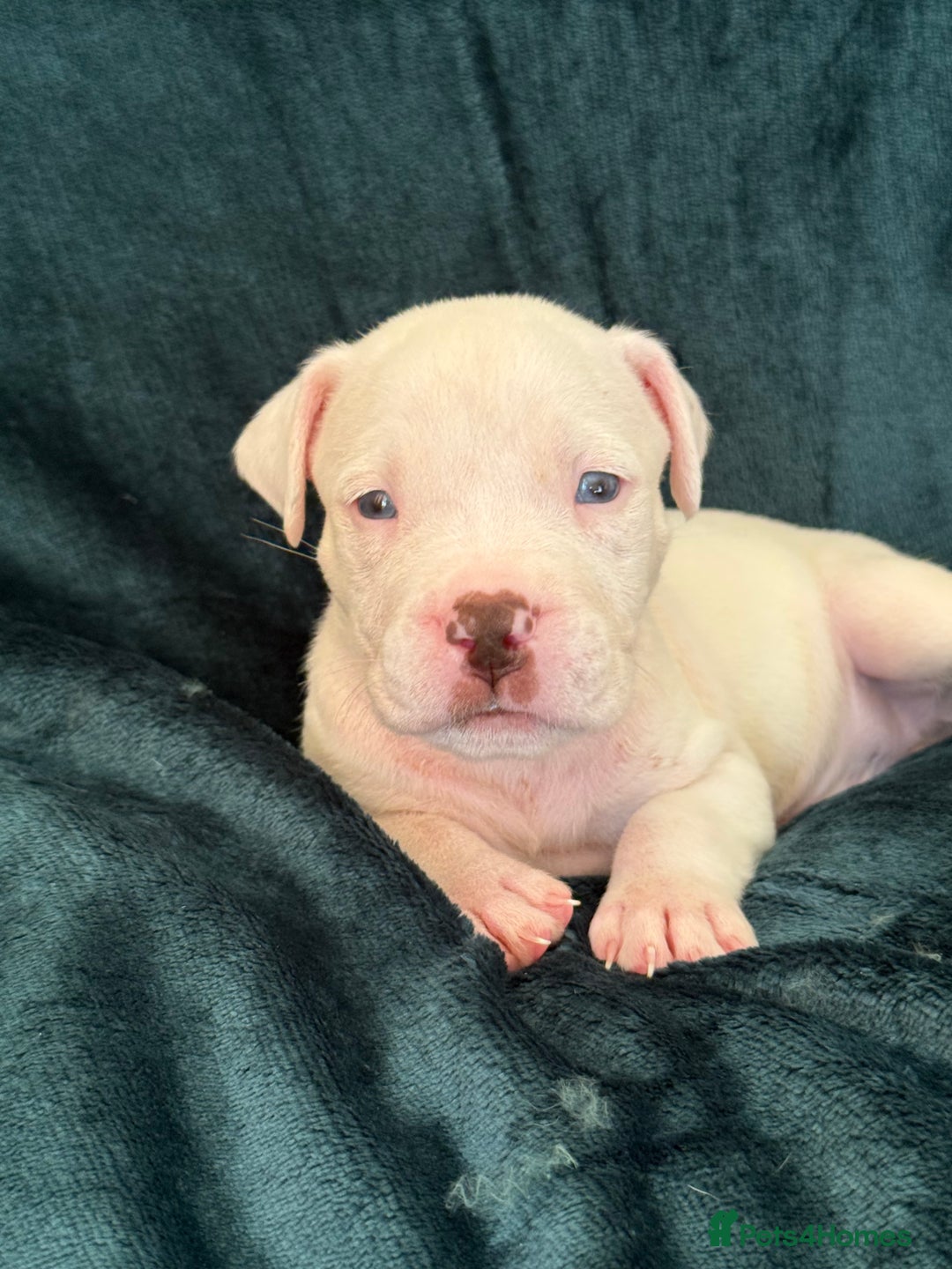 Mixed Breed dogs for sale: Spaniel crossed  - Image 8