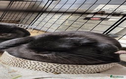 Mini Lop rabbits for sale: Black Male Mini Lop - Image 5