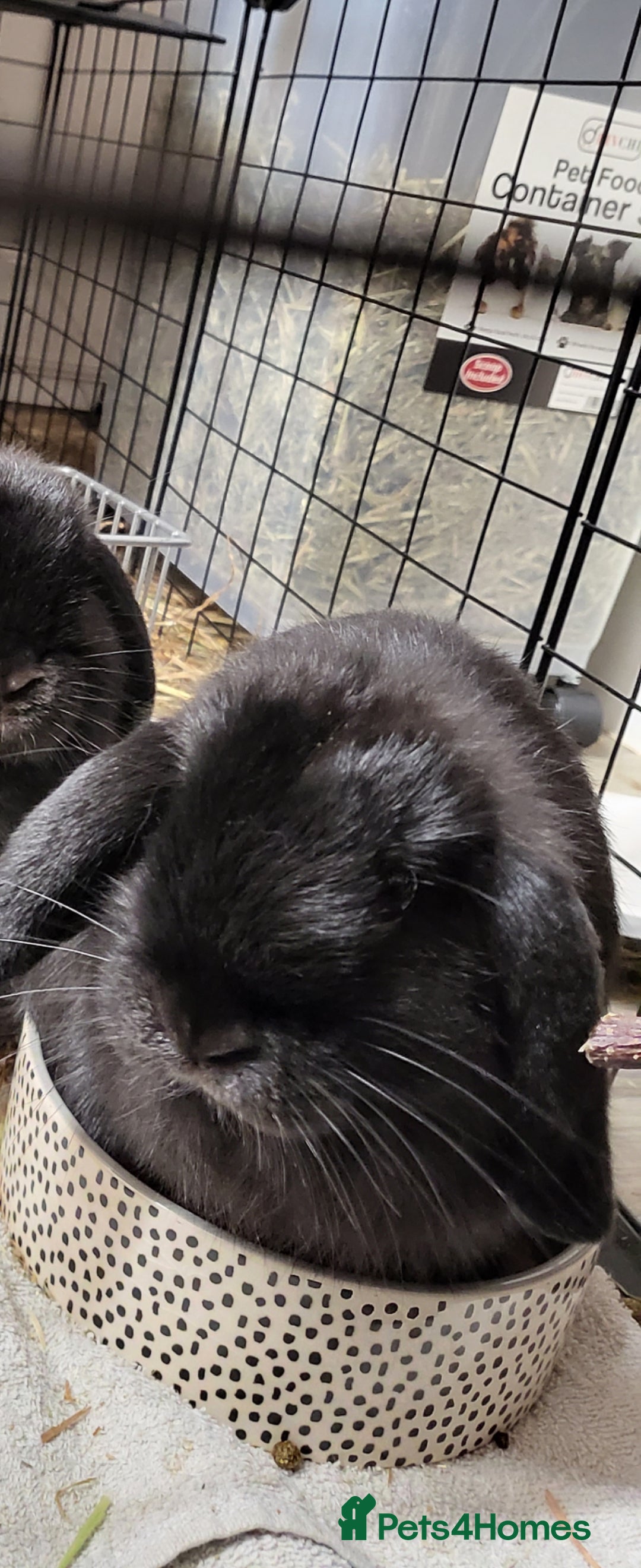 Mini Lop rabbits for sale: Black Male Mini Lop - Image 5