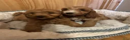 Cockapoo dogs for sale: Gorgeous show type cockapoo Puppys  - Advert 10