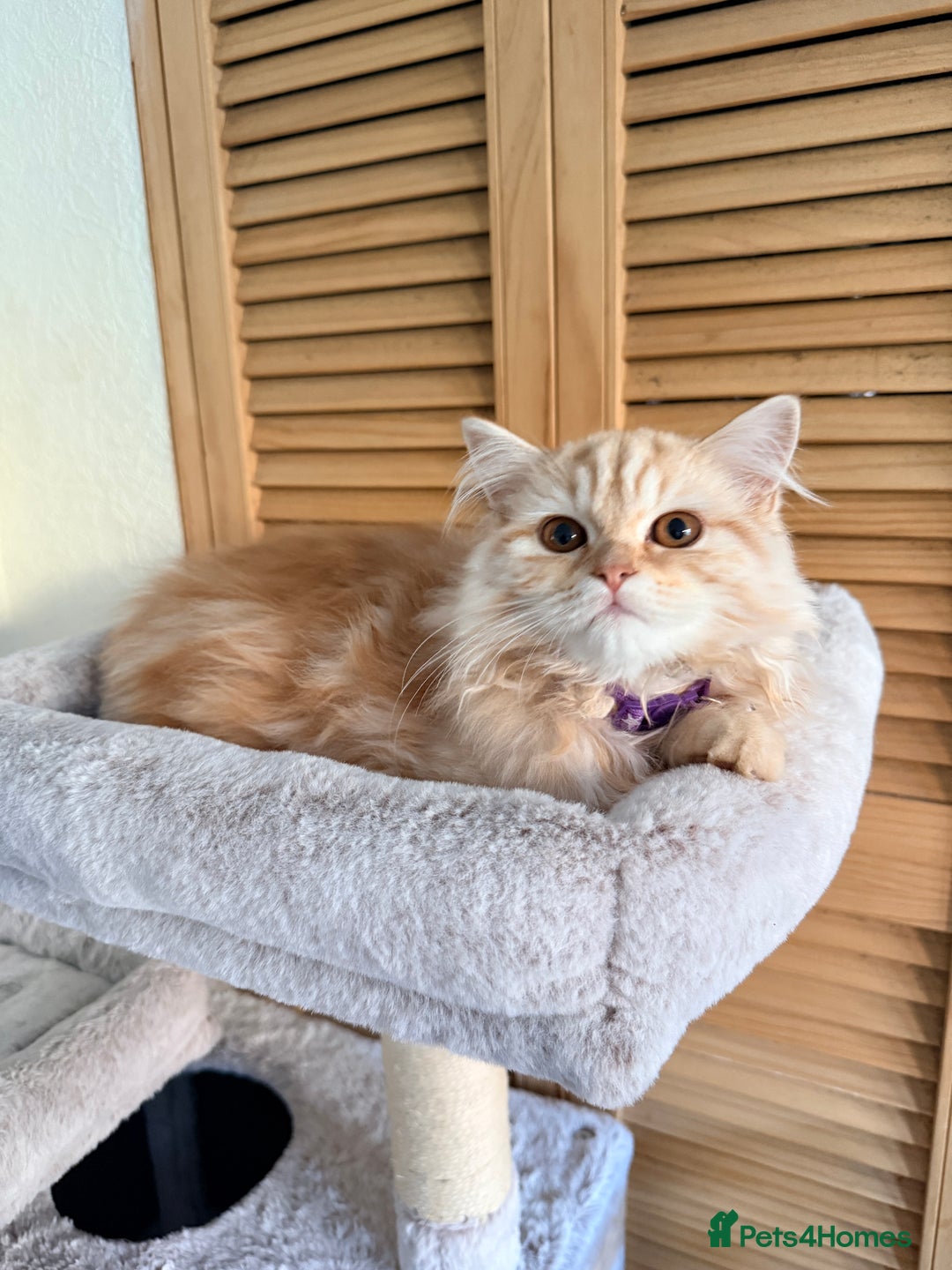 Scottish Fold cats for sale: Scottish Fold Kitten  - Image 1