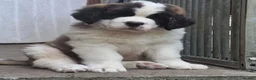 Saint Bernard dogs for sale: Little Nap-Time Buddies with Big Hearts in Huddersfield - Advert 5