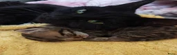 Mixed Breed cats for sale: Two sweet female sisters - Advert 4