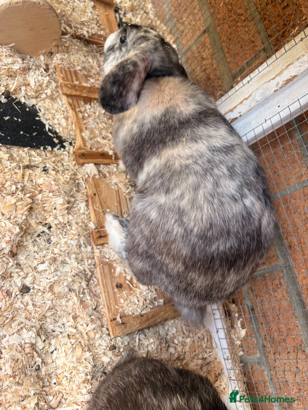 English Lop rabbits for sale: Comet and cupid in Bournemouth - Advert 2