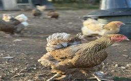 Chickens poultry for sale: Large Brahma hens available - Image 5