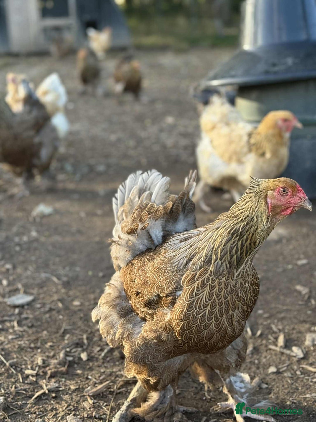Chickens poultry for sale: Large Brahma hens available - Image 5